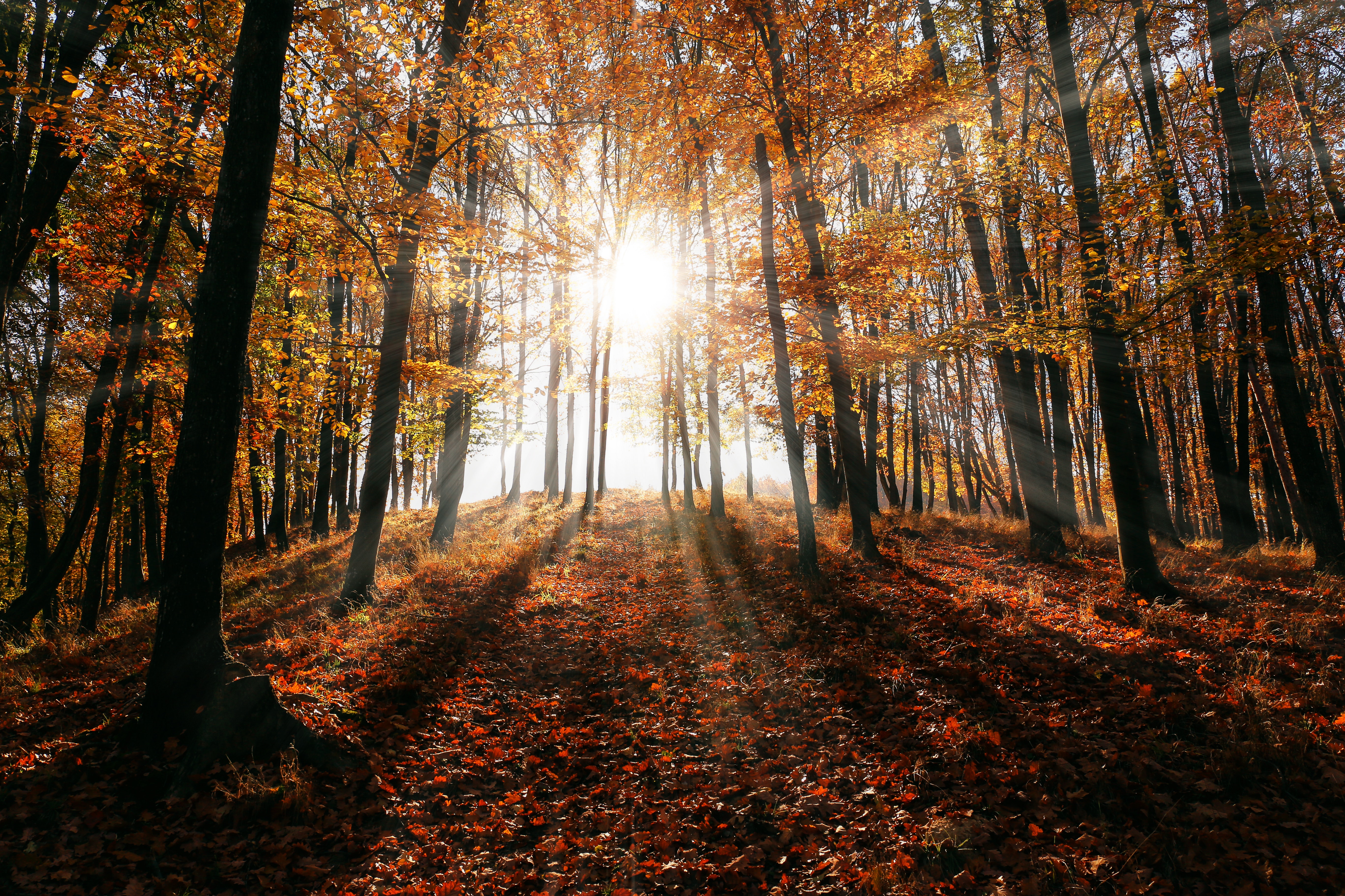 Sunlight peeking through fall trees